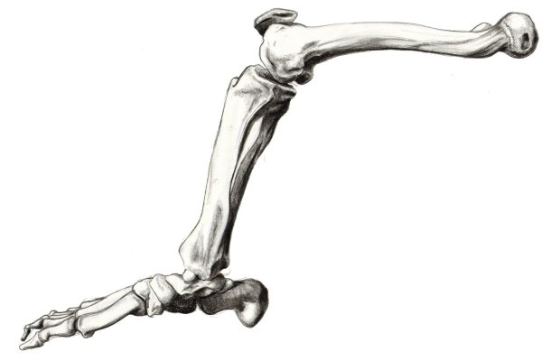 Скелет ноги в профиль