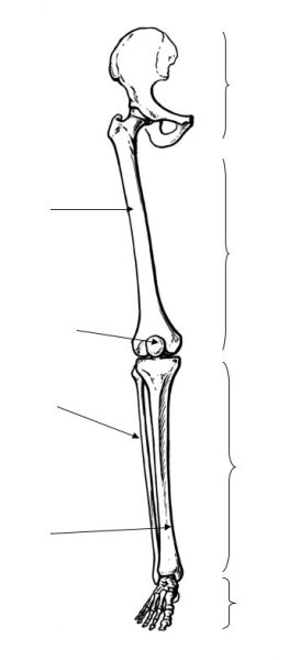 Скелет нижних конечностей анатомия кости