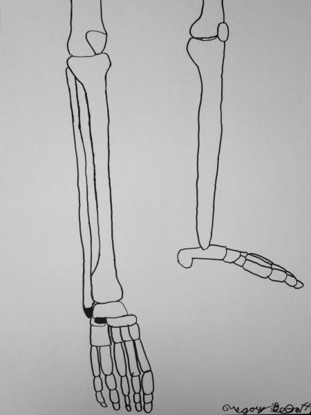 Ноги скелета для рисования