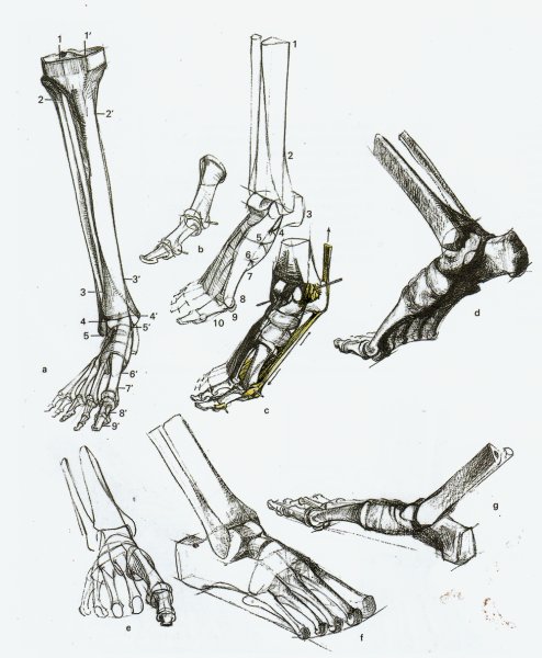 Кости стопы Баммес