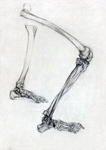 Пластическая анатомия кости нижних конечностей