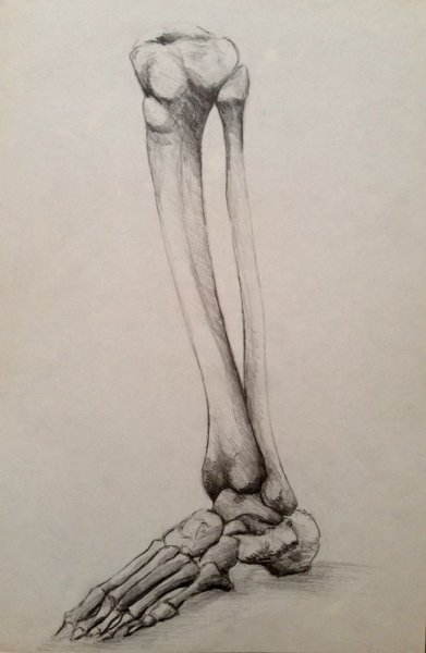 Зарисовки костей ног