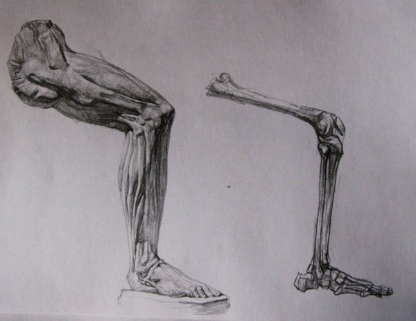 Бедренная кость Баммес