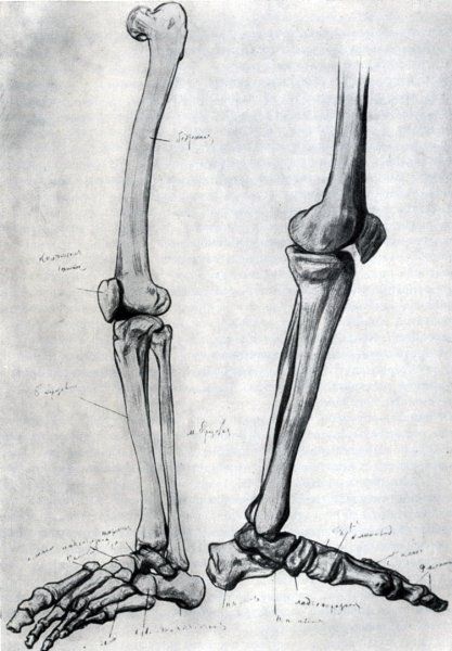 Зарисовки костей ног