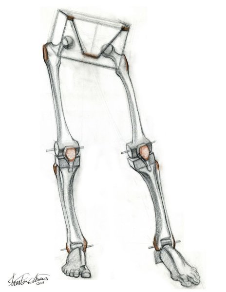 Анатомия конечностей