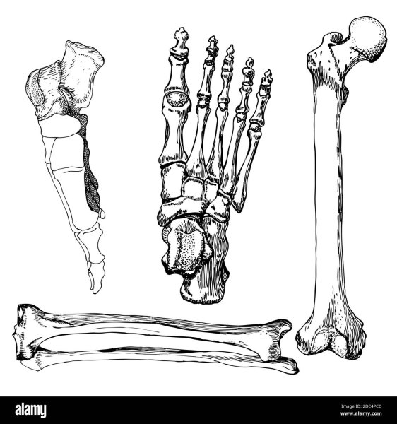 Скелет руки и ноги