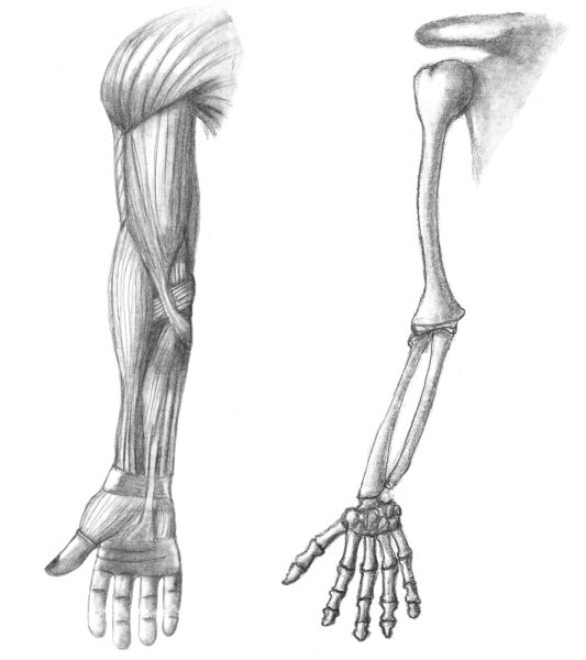 Мышцы предплечья анатомия Баммес