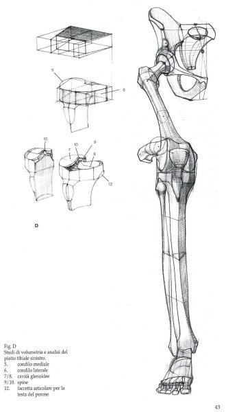 Баммес коленный сустав
