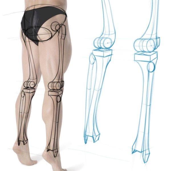 Анатомия кости референс ноги