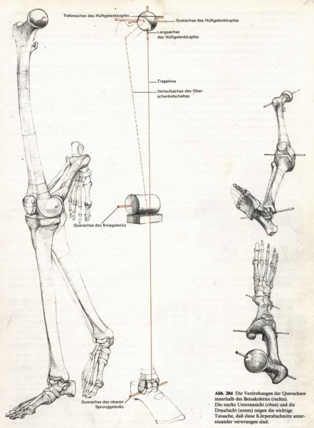 Скелет ноги Баммес