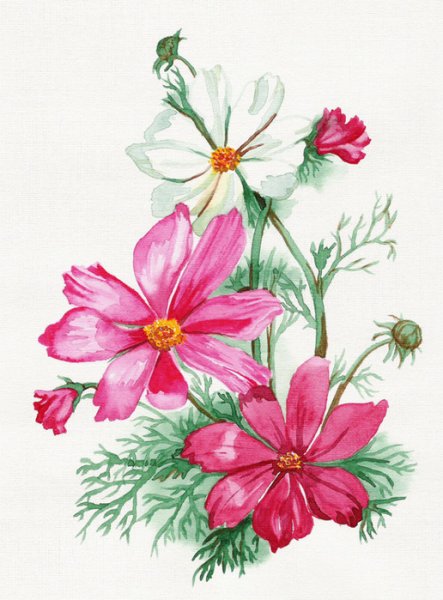 Рисование космея Комарова