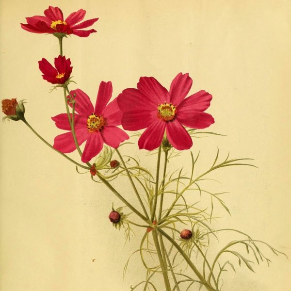 Космея акварель ботаника