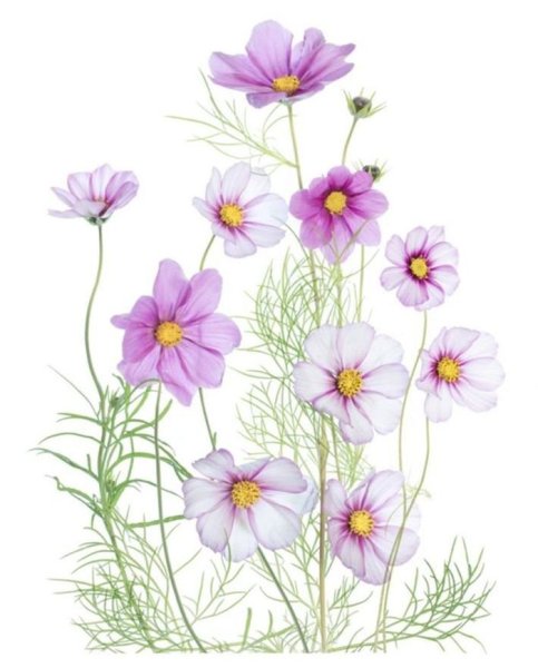 Ботаническая живопись акварелью космея