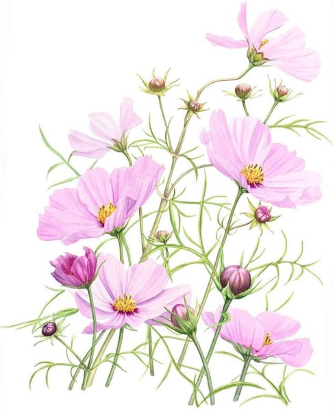 Цветы космеи Ботаническая иллюстрация