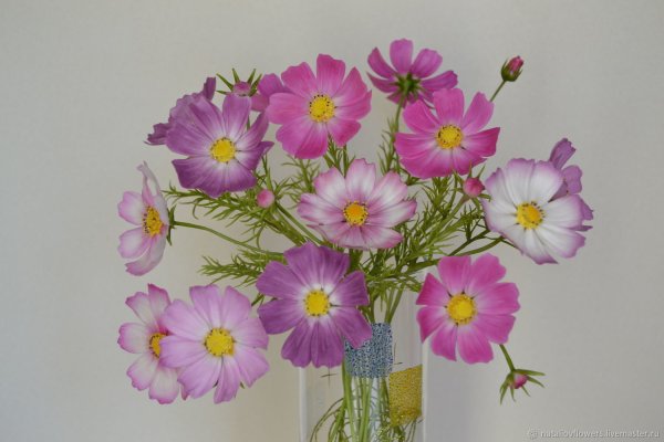 Комарова космея