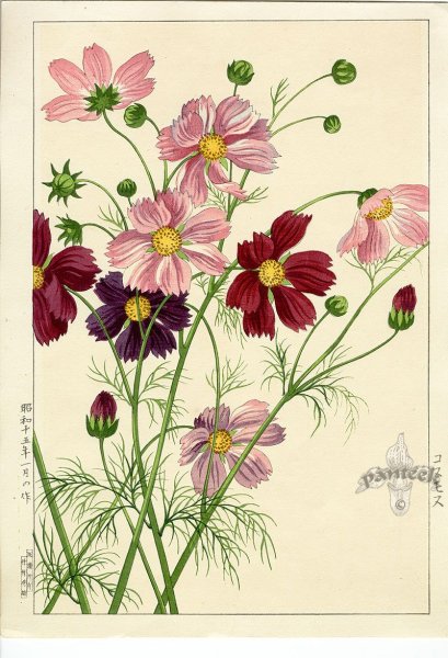 Космея Ботаническая зарисовка