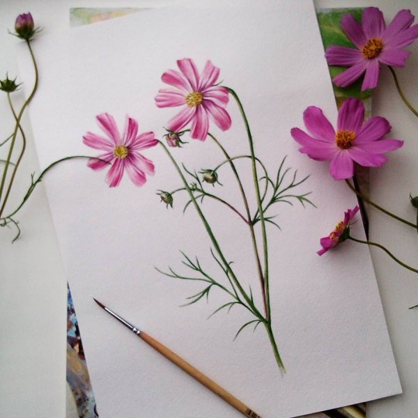 Космея акварель ботаника