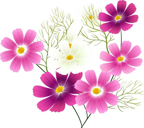 Рисование космея