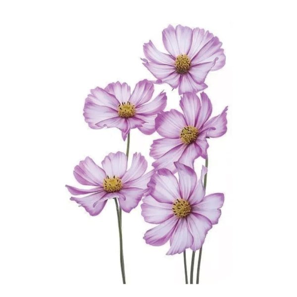 Рисование космея