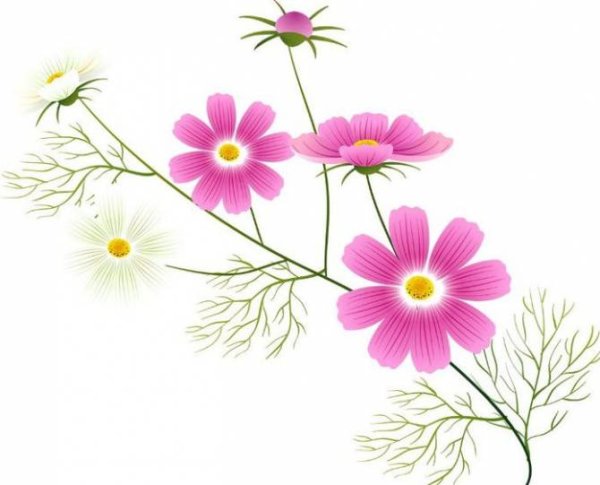 Космея рисование в старшей