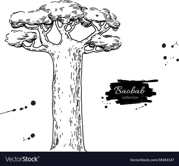 Баобаб дерево раскраска