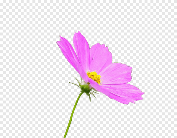 Цветок космея вектор