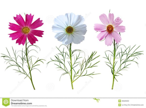 Рисование космея в старшей группе