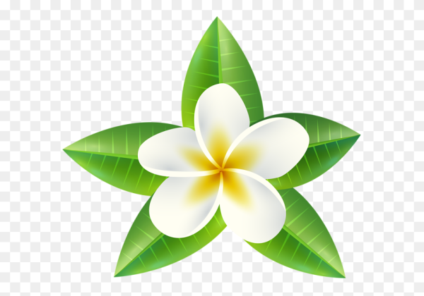 Франжипани цветок вектор