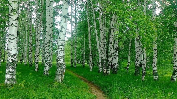 Новосибирская область Березовая роща