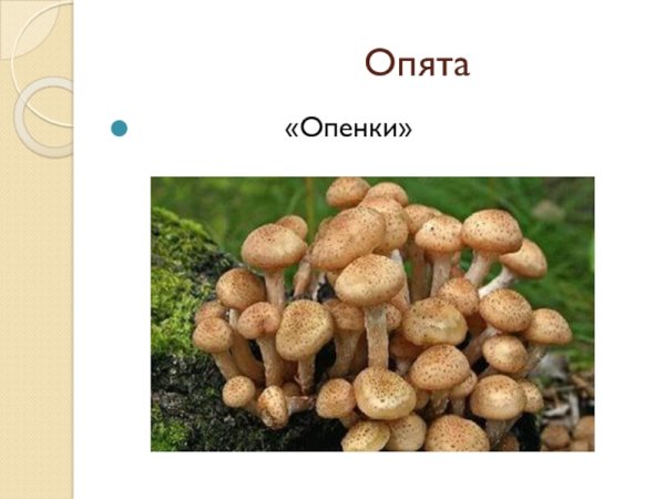 Храбрый опёнок план