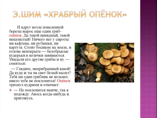 Эдуард ШИМ Храбрый опенок