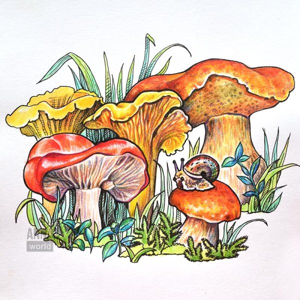 Опята раскраска