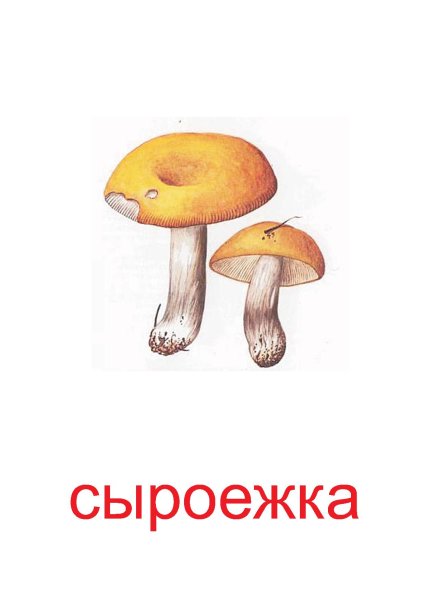 Грибы раскраска для детей