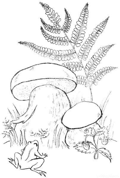 Раскраска гриб сыроежка