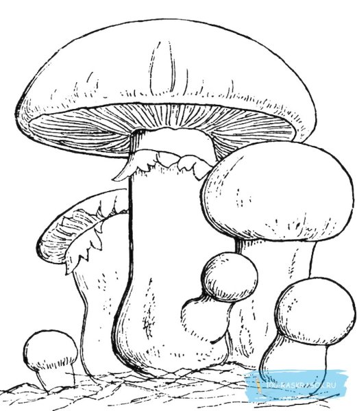 Сказка война грибов даль