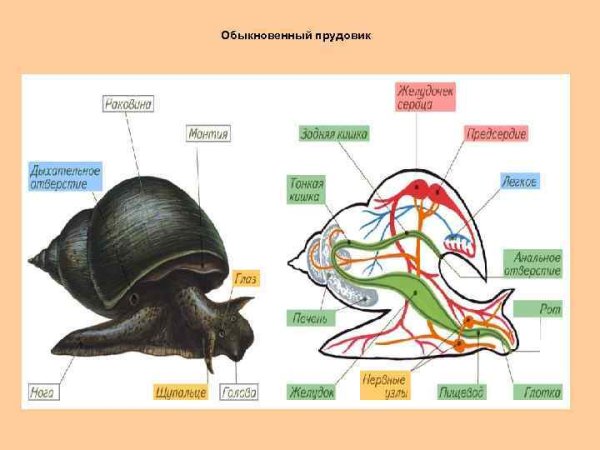 Внутреннее строение малого прудовика