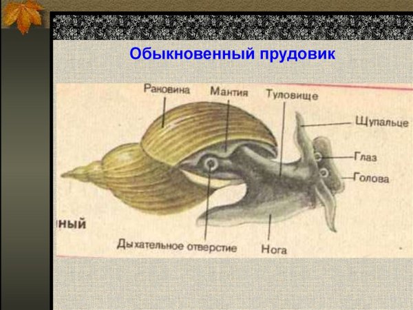 Прудовик обыкновенный строение раковины