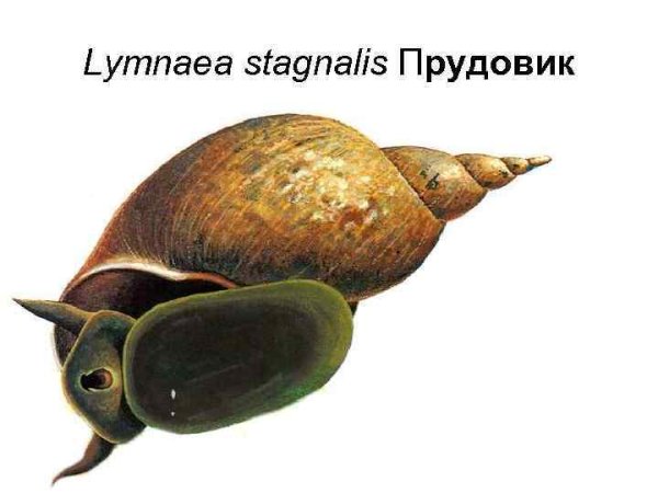 Обыкновенный прудовик (Lymnaea stagnalis)