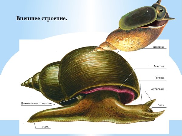 Строение улитки прудовика