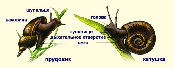 Прудовик моллюск строение