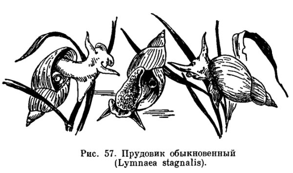Прудовик обыкновенный рисунок