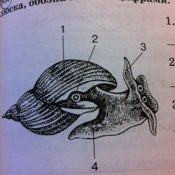 Прудовик обыкновенный строение раковины