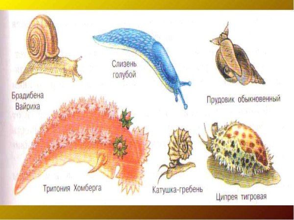 Малый прудовик