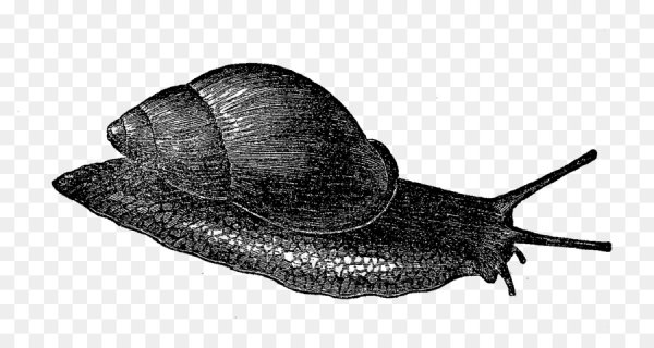 Прудовик обыкновенный раковина