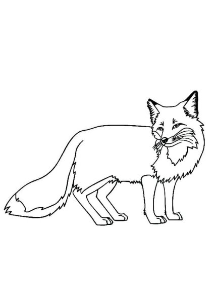 Раскраска лиса