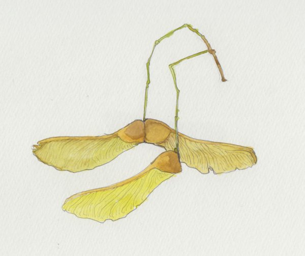 Семена клёна для детей