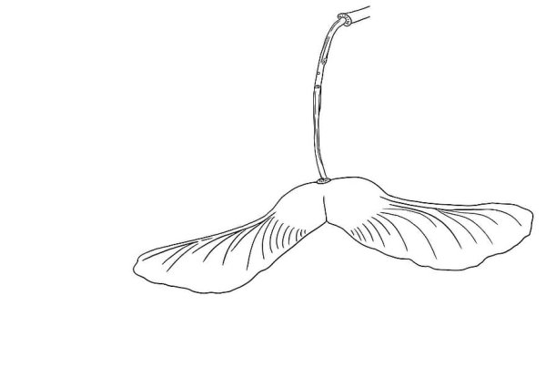 Семена клена раскраска