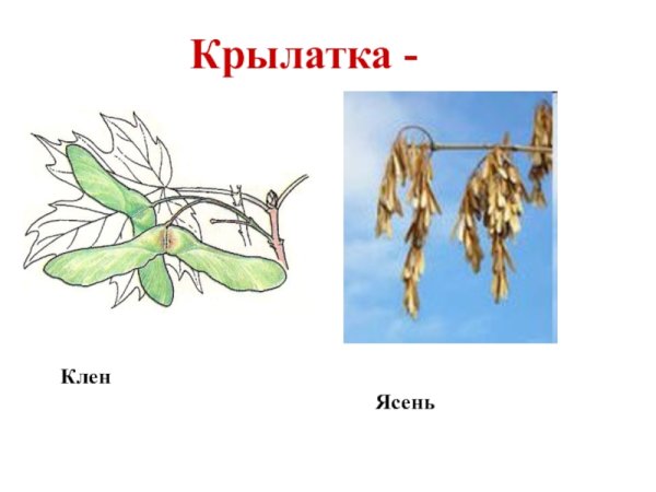 Плоды клена раскраска
