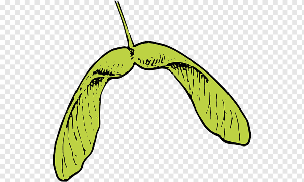 Семена клена