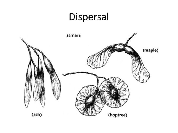Плоды клена